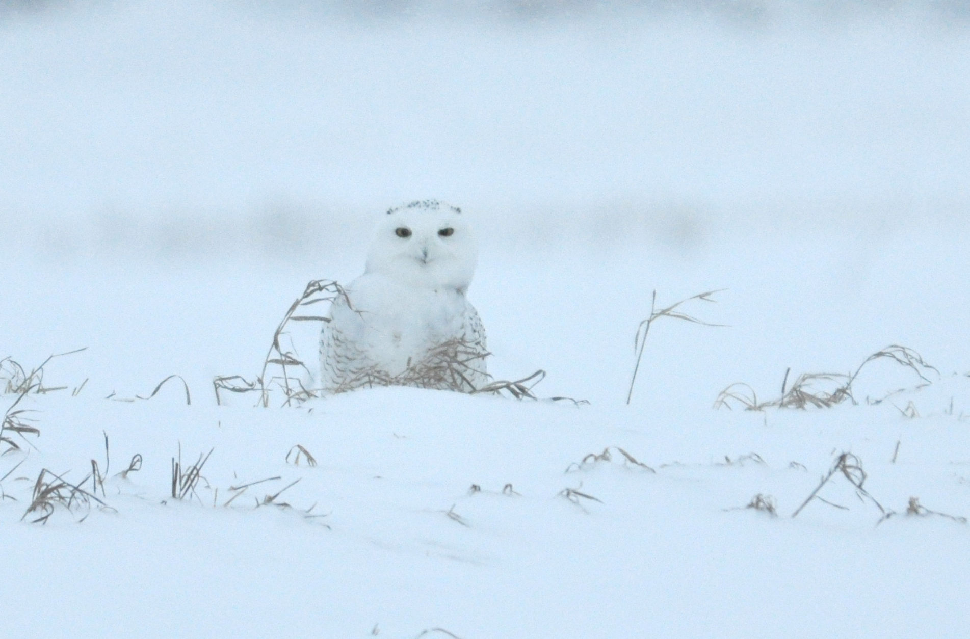 Snowy Owl In Snow