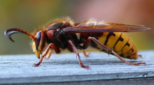 Insect Update: The Truth About The Giant Hornets