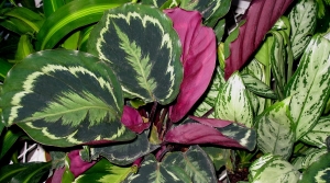 How To Choose And Care For Low-Light Houseplants