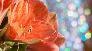 Gift Plants