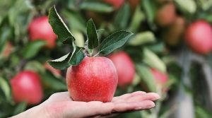 Apples To Apples