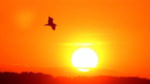 Summer night - a bird flying across a sunset