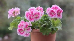 Garden Talk: Bringing Plants Indoors