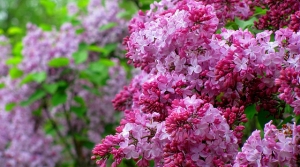 Plants That Stand The Test Of Time