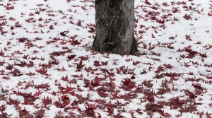 Managing Fall Leaves