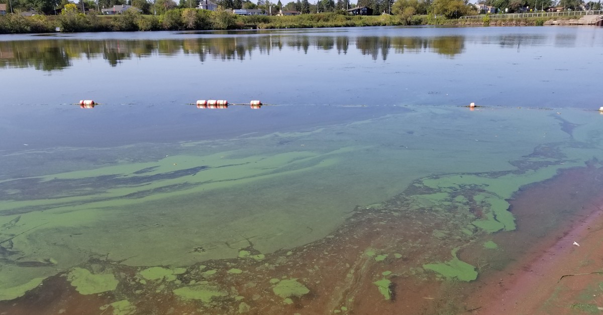 For The First Time, Toxins Found In BlueGreen Algae Bloom In Inlet Of
