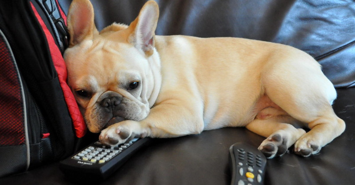 do puppies like to watch tv