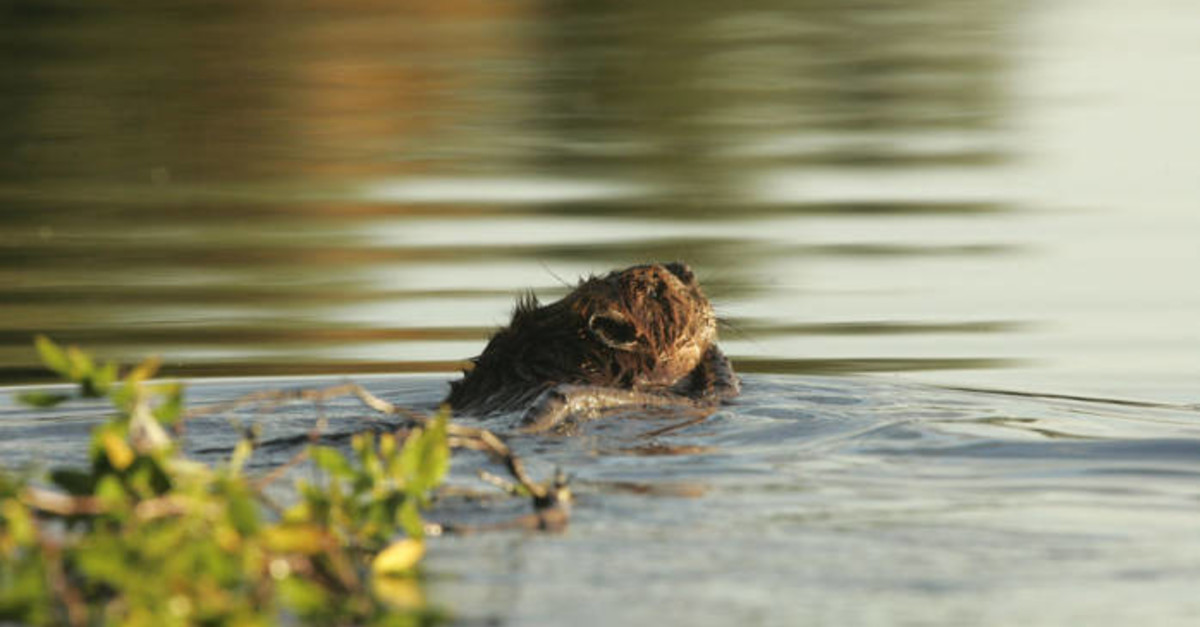 How beavers benefit our environment Wisconsin Public Radio