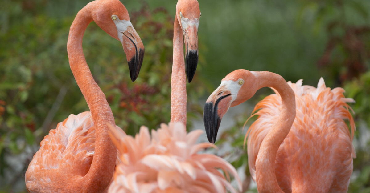 Pink flamingos spotted at Port Washington beach Wisconsin Public Radio