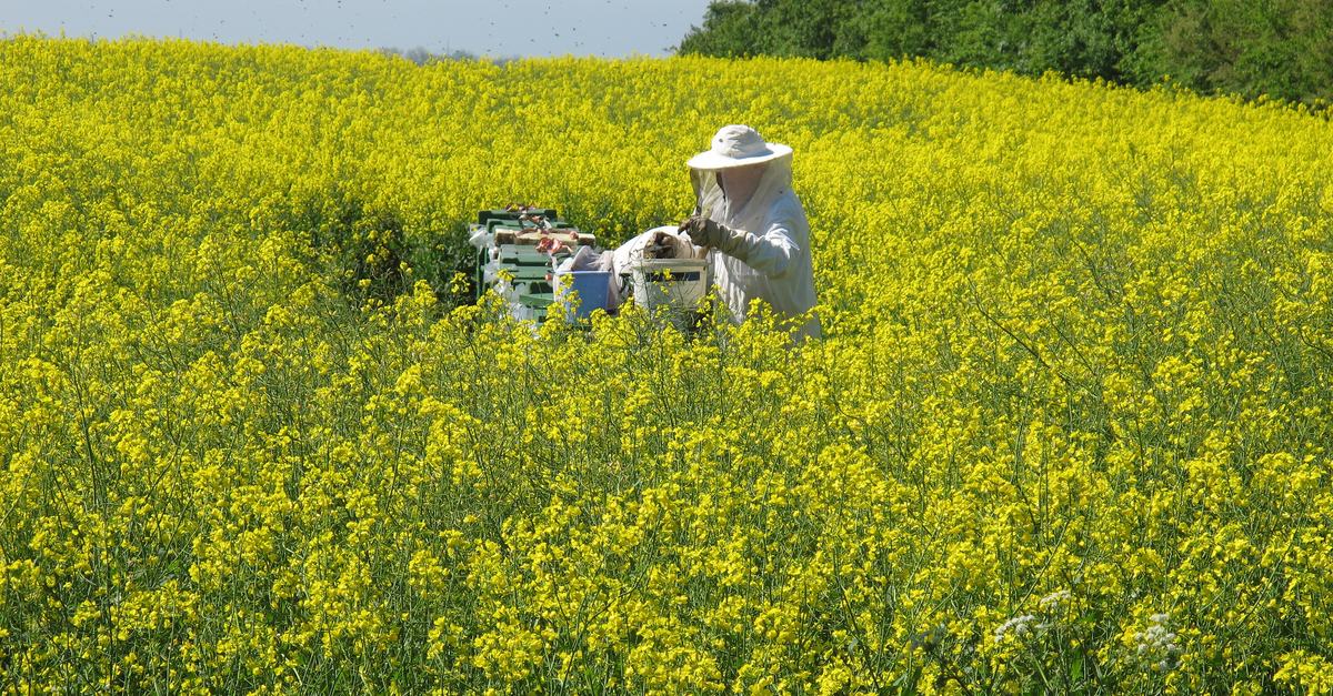 To Help Wisconsin Bees, Lawmakers Look To Make Beekeeping Cheaper Wisconsin Public Radio