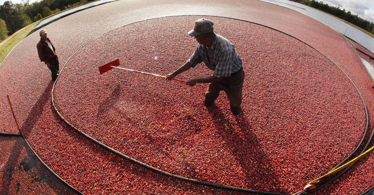 Wisconsin Cranberry Research Station In The Works Wisconsin Public Radio