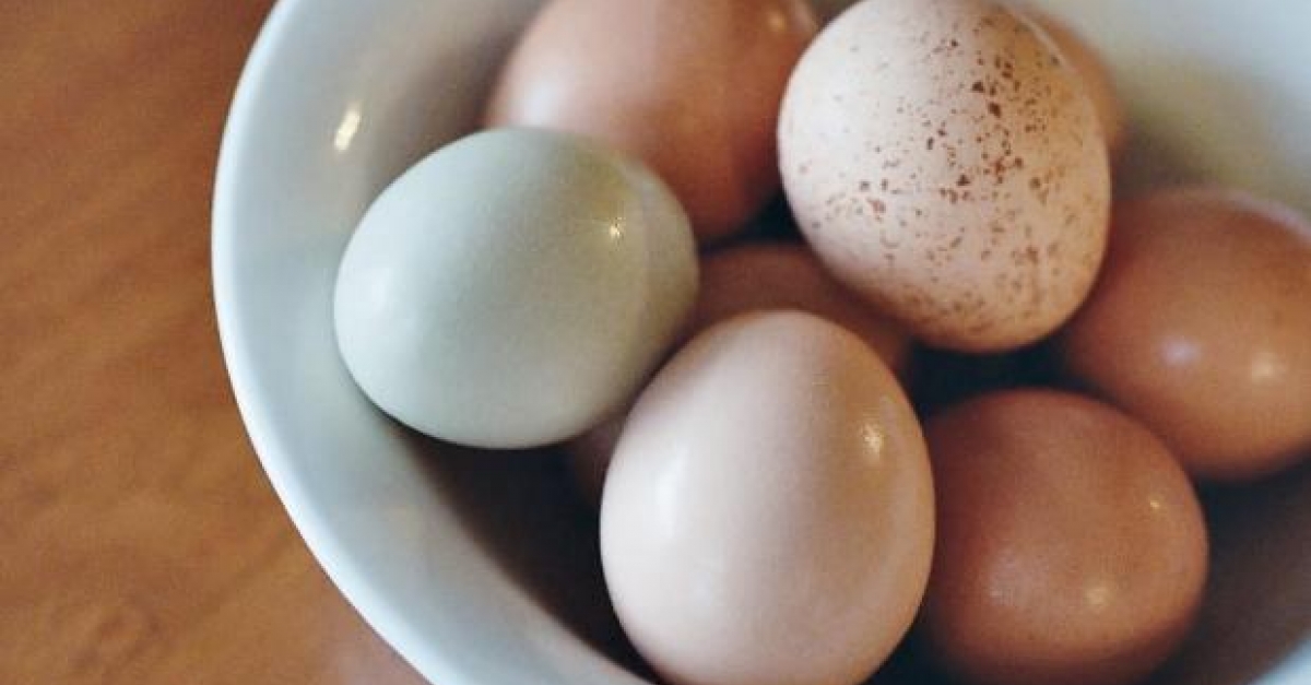 Avian Flu How The Egg Industry Is Responding Wisconsin Public Radio