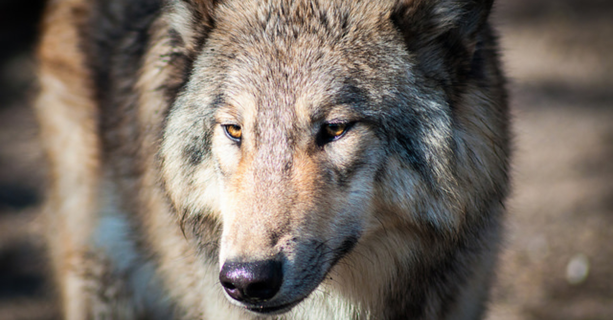 Dane County judge seems to indicate 2011 wolf hunt law is unconstitutional