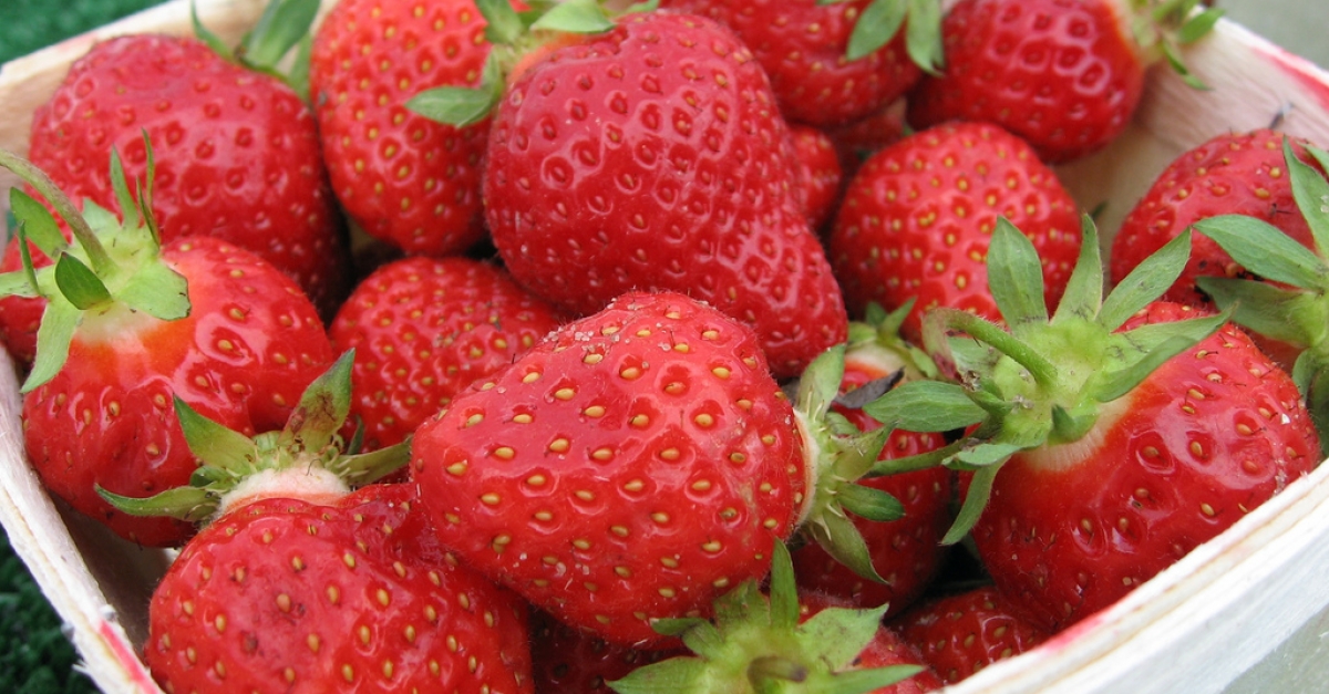 Weather Impacts Some Wisconsin Strawberry Growers Wisconsin Public Radio