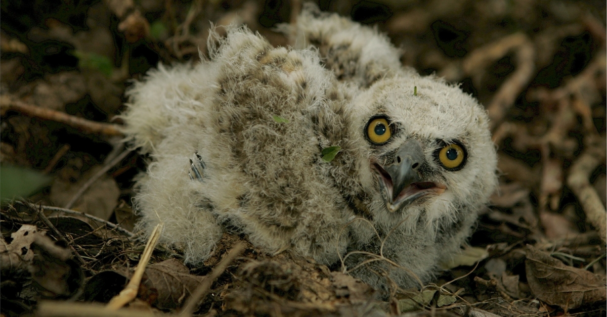 owlet baby owl