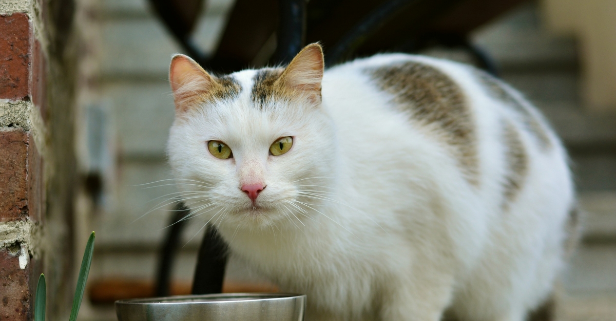 best way to feed your cat
