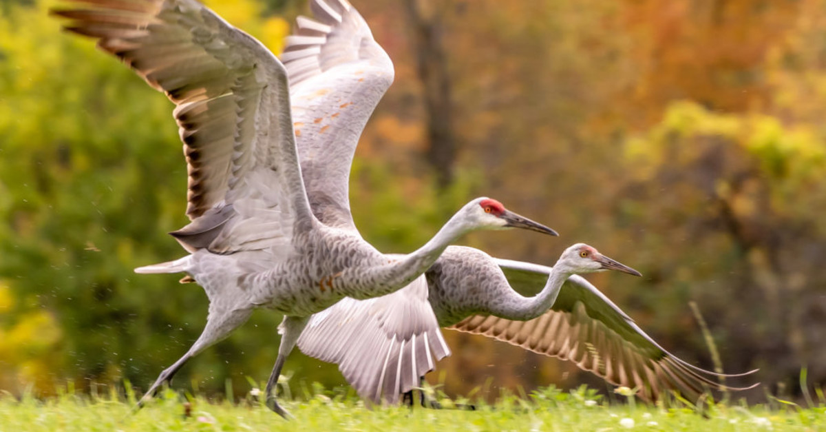Virtual Crane Viewing with the Aldo Leopold Foundation - Vimarsana News
