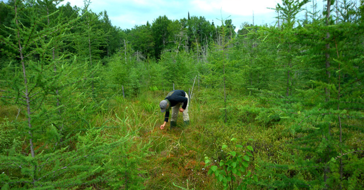 5 Things You Might Not Know About Sphagnum Moss Wisconsin S Invisible Industry Wisconsin Public Radio 5 Things You Might Not Know About Sphagnum Moss Wisconsin S Invisible Industry Wisconsin Public Radio