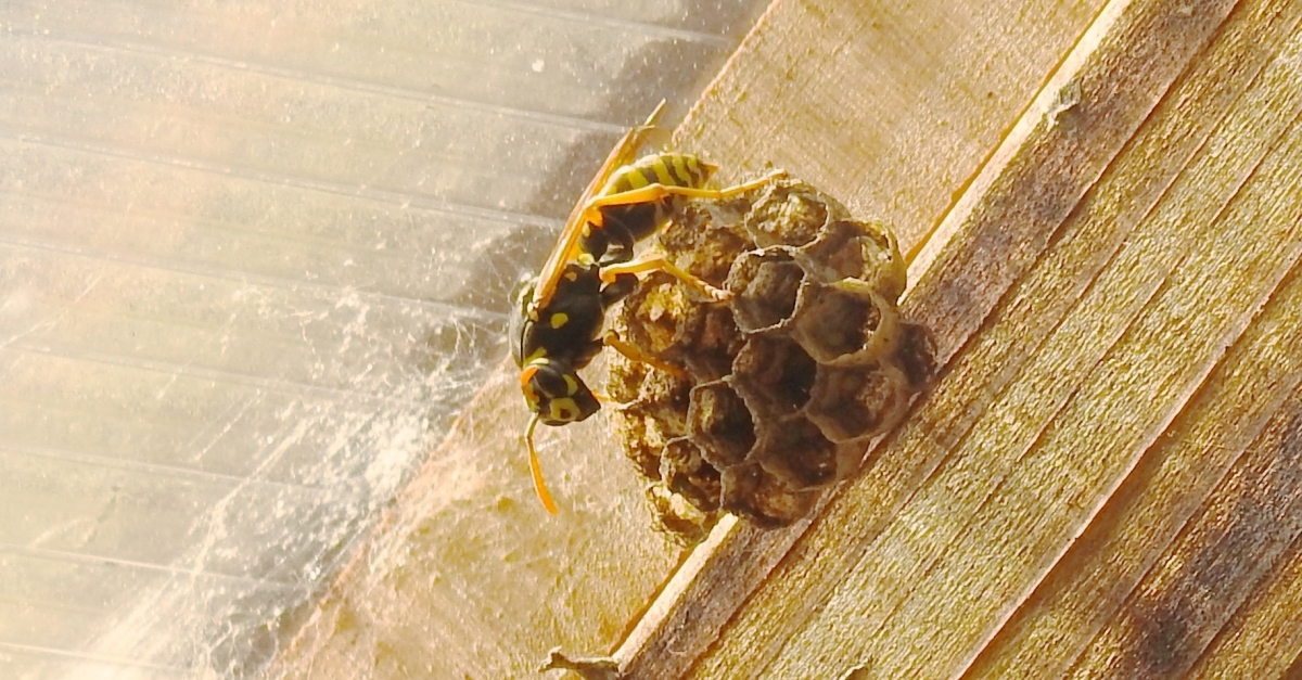 What's The Buzz With All The Yellow Jackets? Wisconsin Public Radio