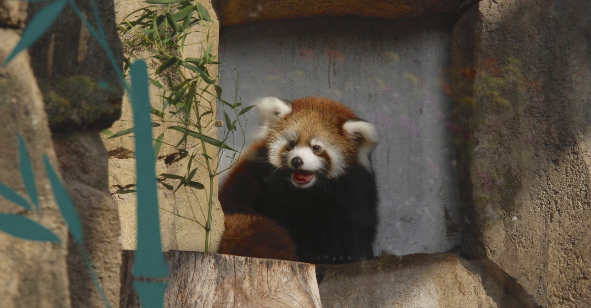 Milwaukee Zoo Visitors Get First Glimpse Of Red Panda Cub Wisconsin