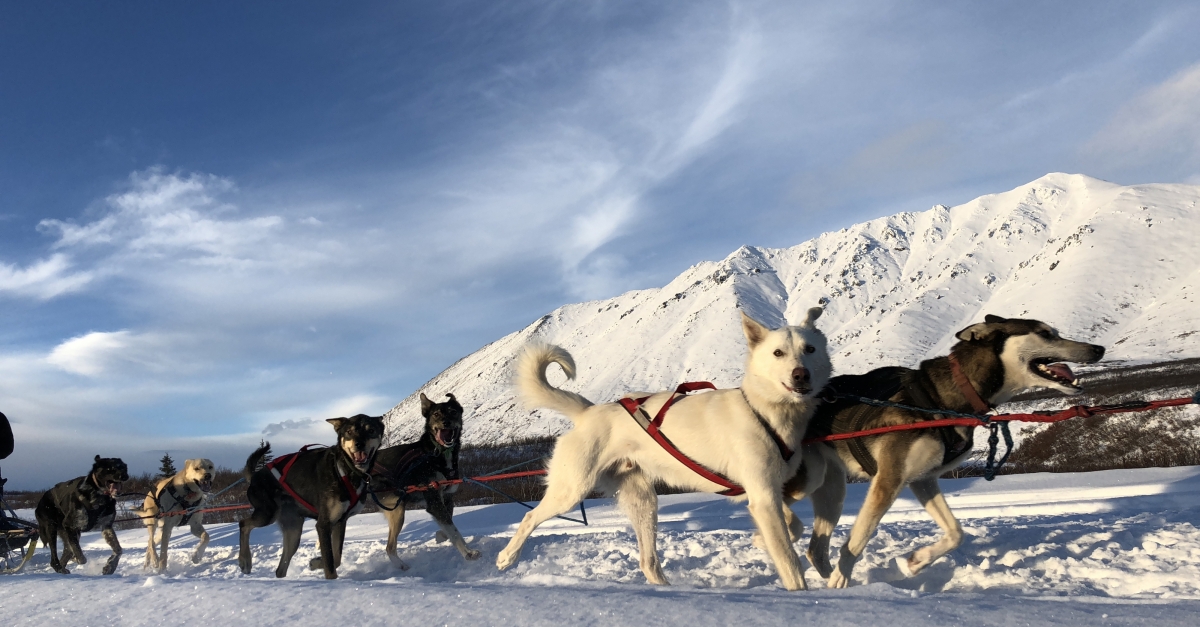 how sled dogs help humans