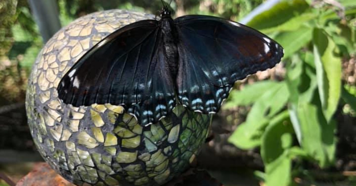 Visiting the Friends of Butterfly Gardens Wisconsin Public Radio