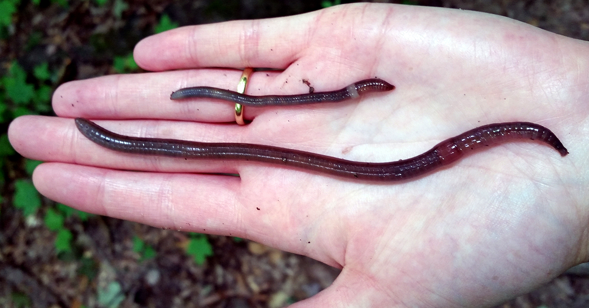 Garden Talk Jumping Worms Wisconsin Public Radio