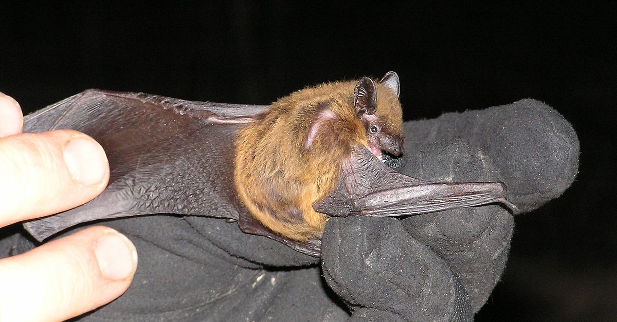 DNR Reports New Bat Species In Wisconsin Wisconsin Public Radio