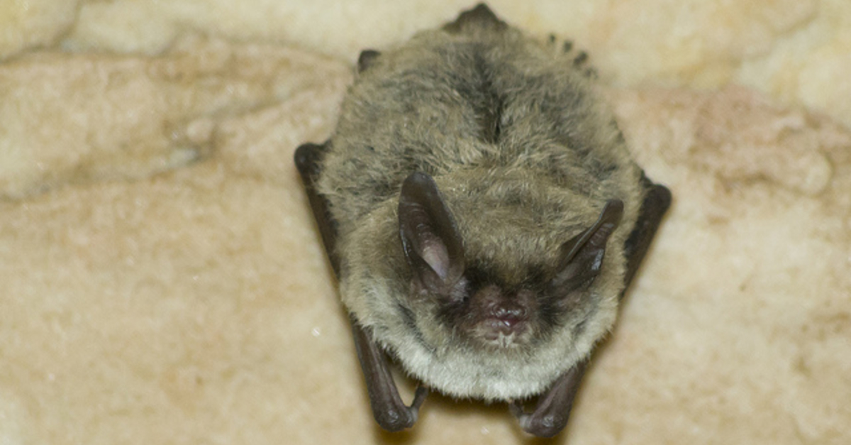 Northern LongEared Bat To Be Listed As Threatened Species Wisconsin