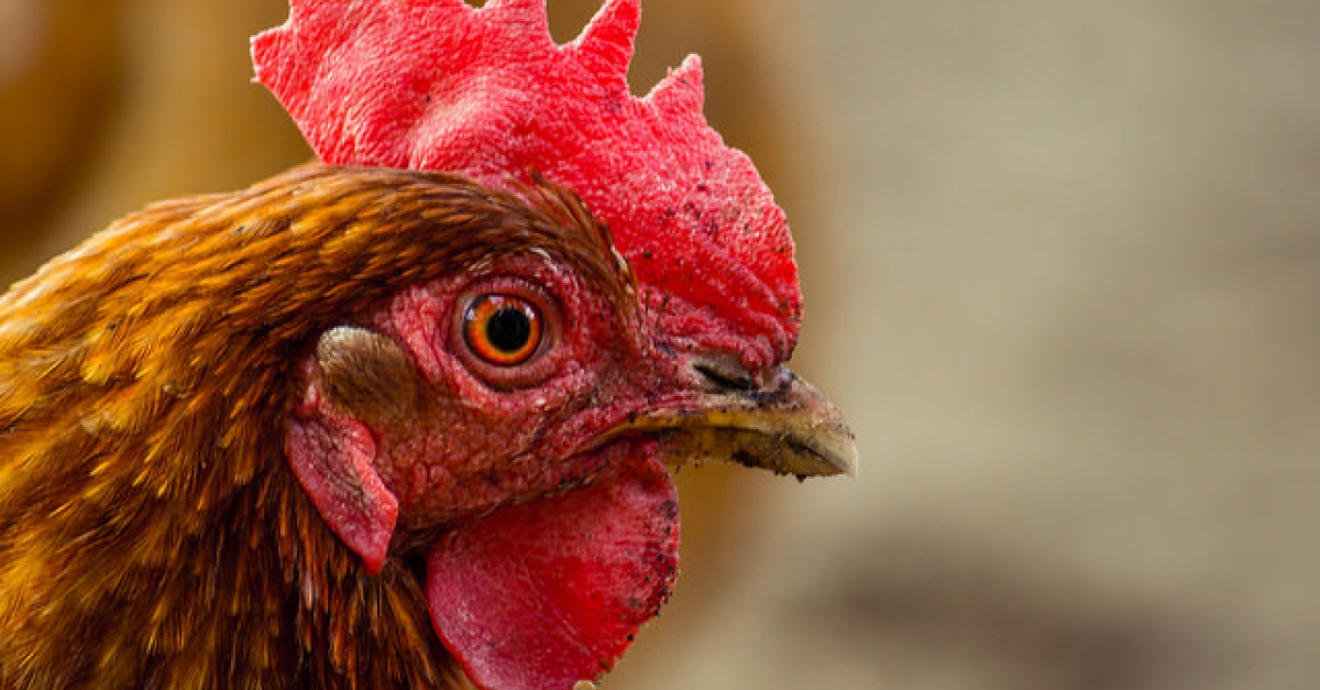 Thousands Of Chickens In Jefferson County Infected With Bird Flu, Says