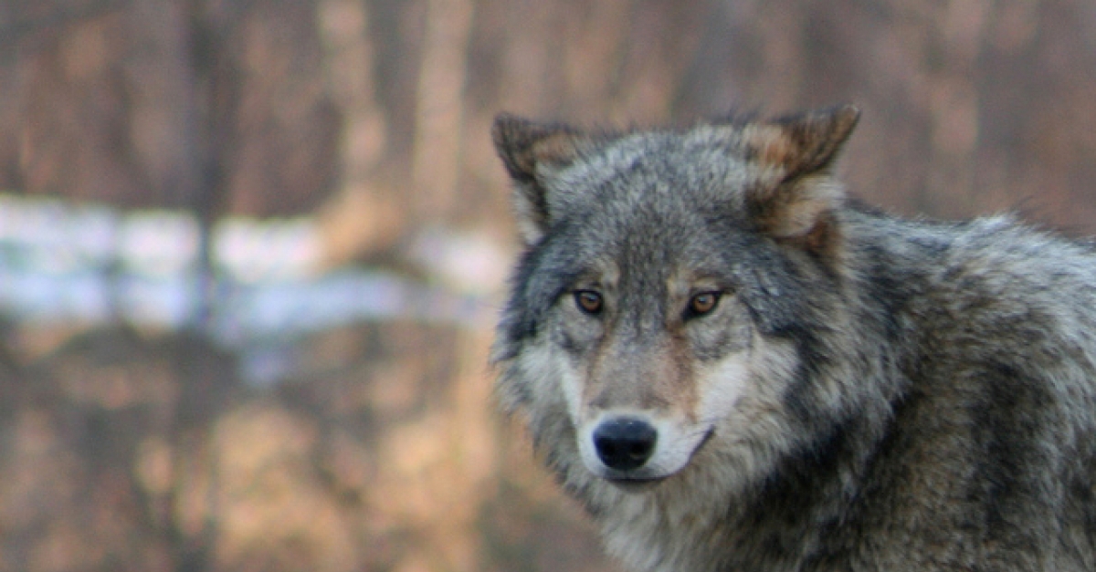 Wolf Kill Total, Climbing At Rapid Rate, Is Now At 116 Wisconsin