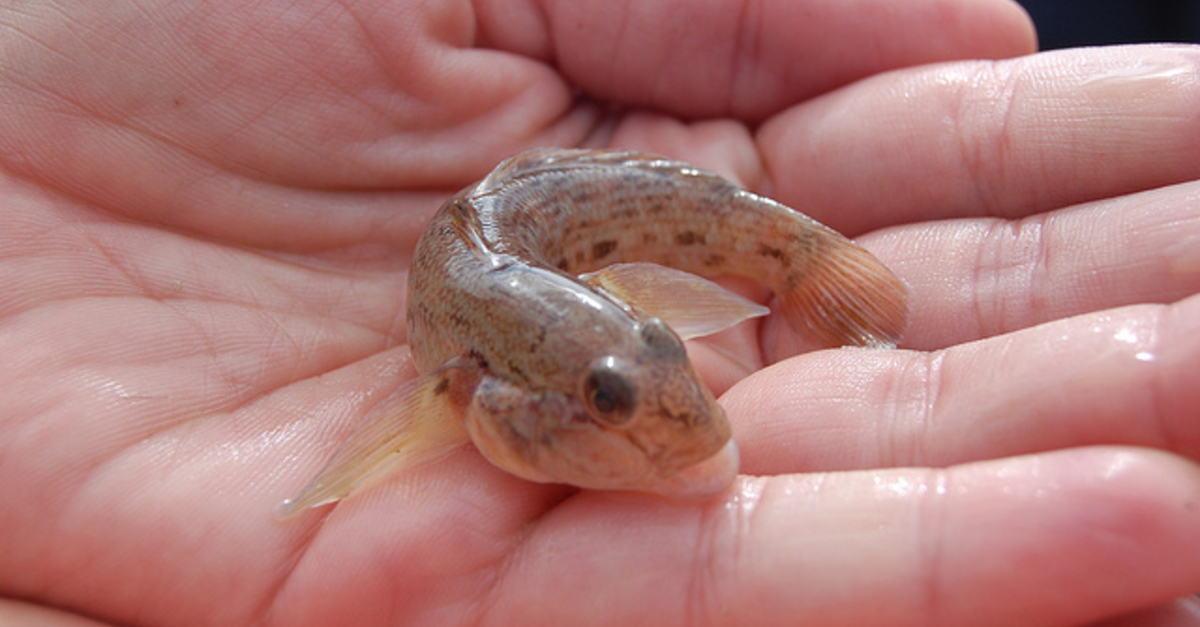 Invasive Round Goby Fish Discovered In Fox River | Wisconsin Public Radio