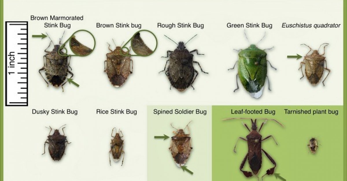 extensive research devoted to understanding brown marmorated stink brown marmorated stink bug