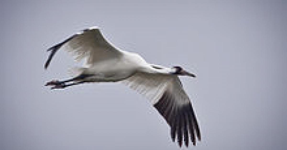 Endangered Whooping Cranes Reach Migration Destination But What’s Next