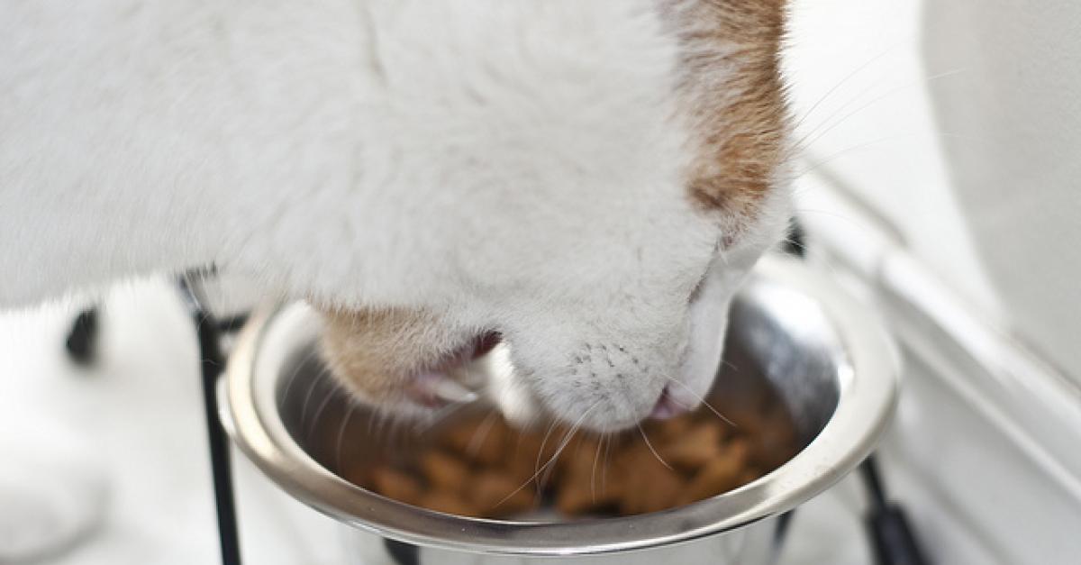 should cats eat grain