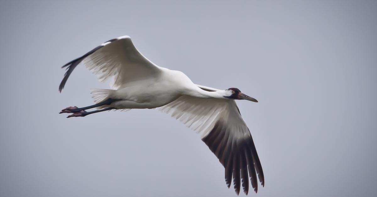 Record 31 Whooping Crane Nests In Wisconsin This Spring Wisconsin