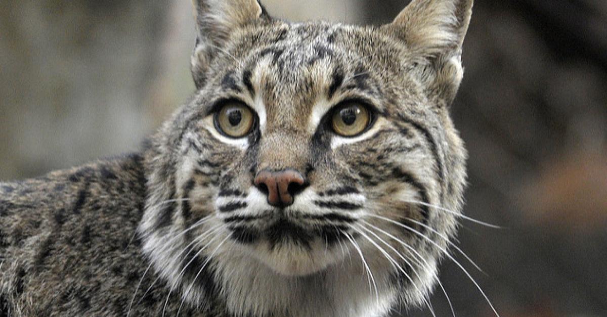 Bobcat Sightings Are Up In Southern Wisconsin Wisconsin Public Radio