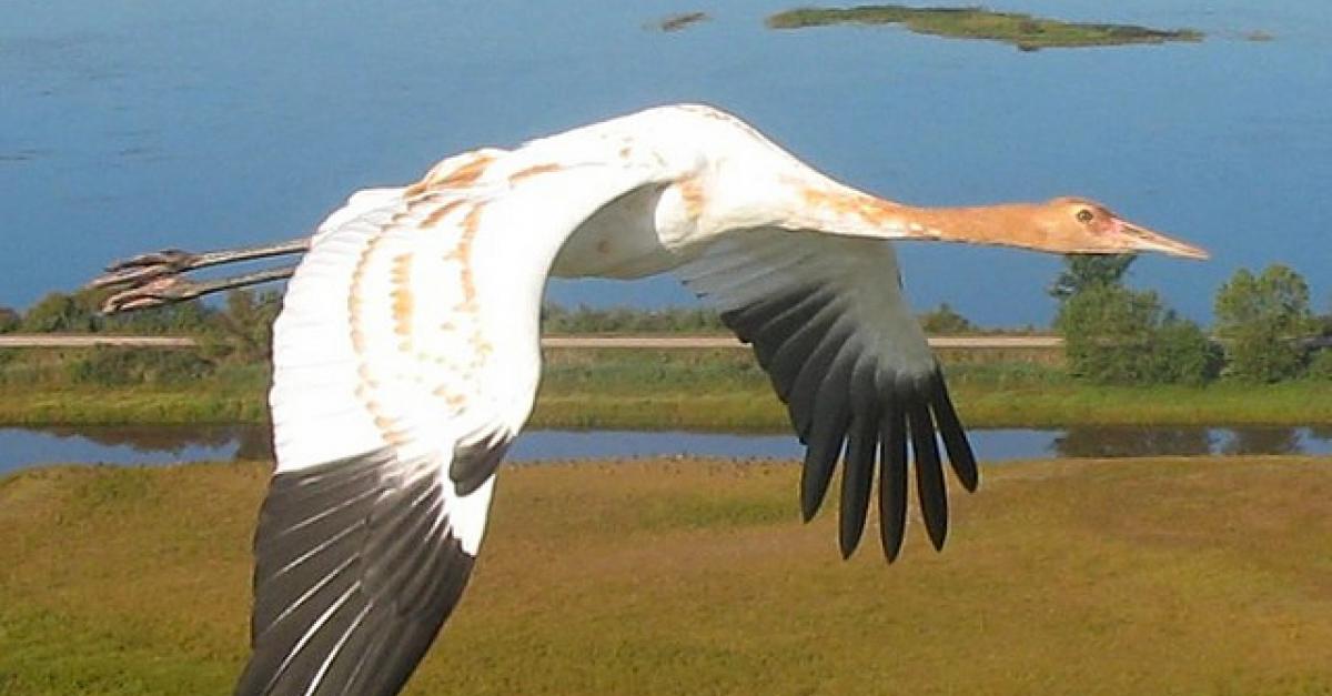 Whooping Crane Restoration Issues In Wisconsin And Beyond Wisconsin Public Radio