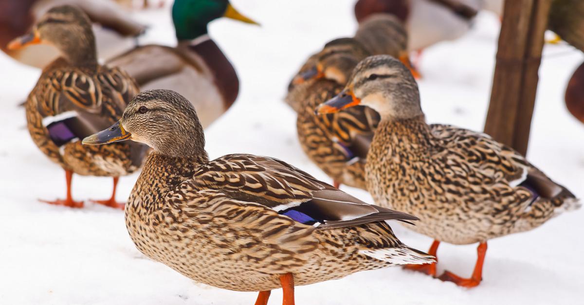 Cold Temperatures, Thick Ice Causing Problems For State's Ducks