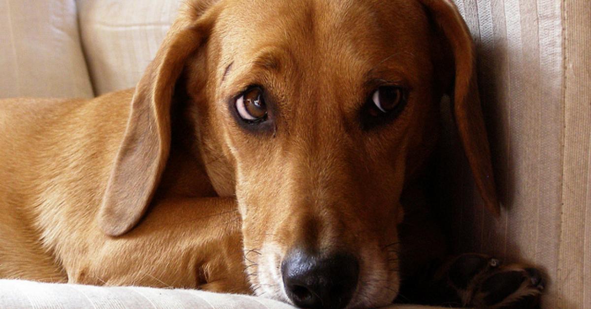 dachshund separation anxiety