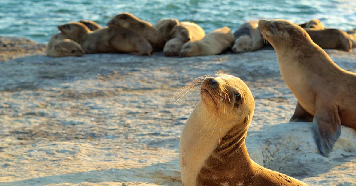 Sea Lion Conservation | Wisconsin Public Radio