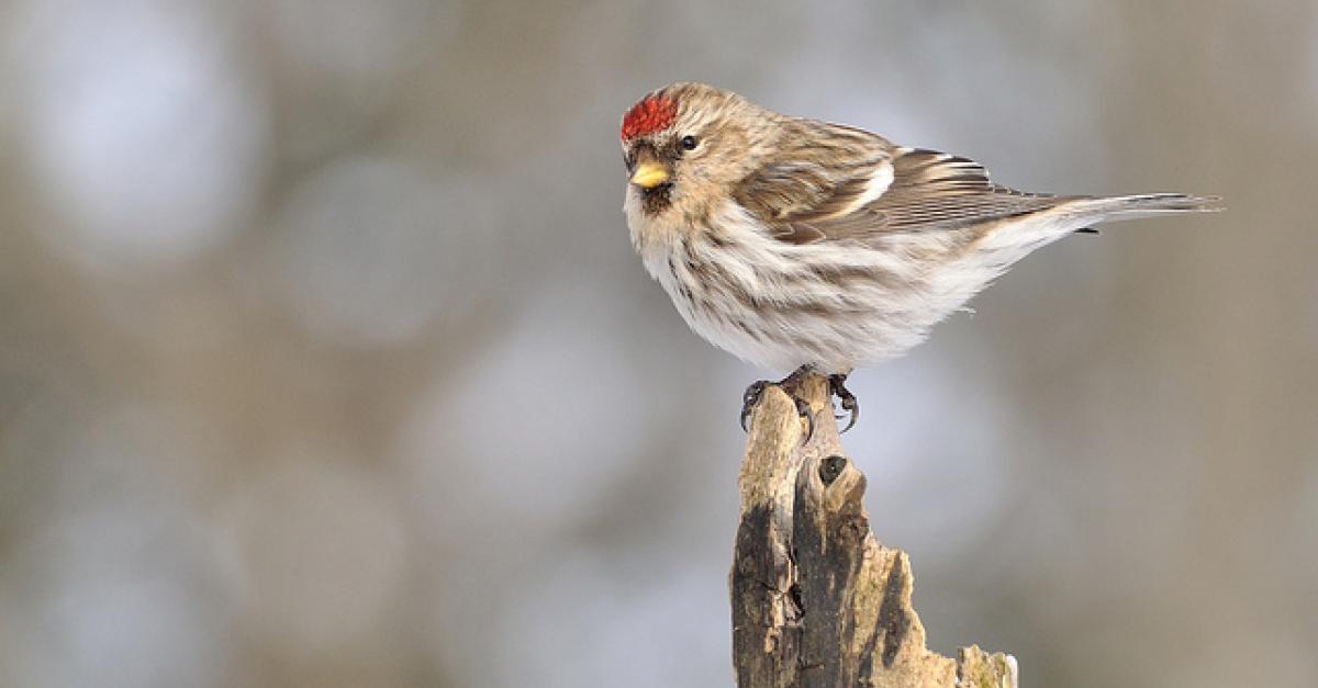 Winter Birdwatching Wisconsin Public Radio
