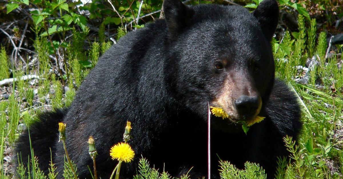 Wisconsin Wildlife Update Spring Changes Wisconsin Public Radio