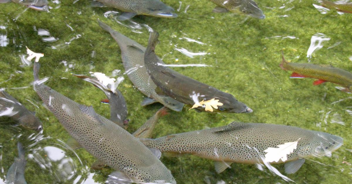 Mysterious Virus Infects Fish In DNR Hatcheries