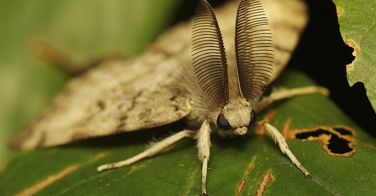 Pictures Of Moths In Wisconsin