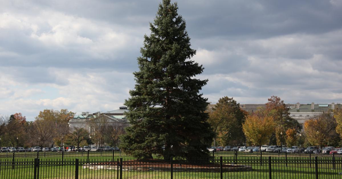 A Look At Christmas Trees In Wisconsin Wisconsin Public Radio