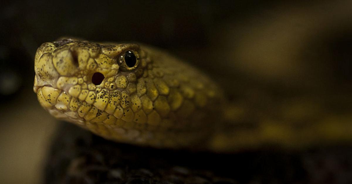 America's Snake Getting To Know The Timber Rattlesnake Wisconsin