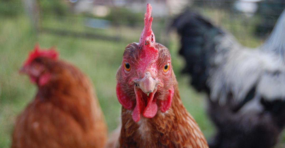 Raising Happy And Healthy Backyard Chickens Wisconsin Public Radio