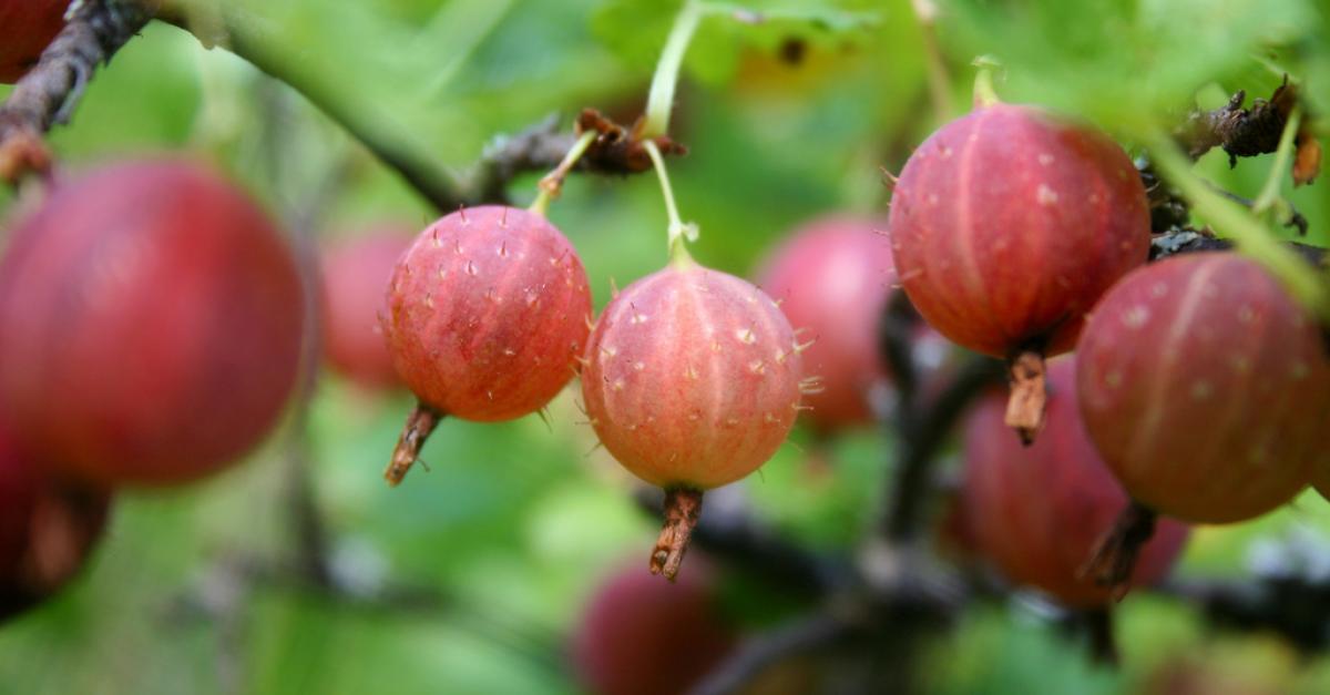 Garden Talk Interesting Plants With Edible Fruit Wisconsin Public Radio