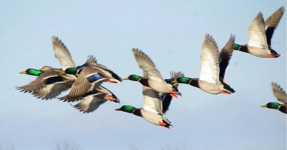 Fall Bird Migration In Wisconsin Wisconsin Public Radio